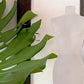 Lucite Female Bust